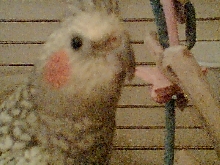 young male cockatiel