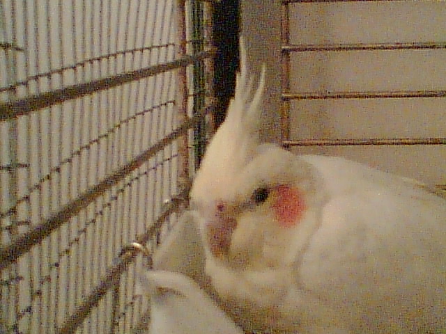 16yr old cockatiel