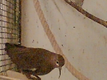 Black wing dove 2