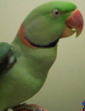 Male Alexandrine