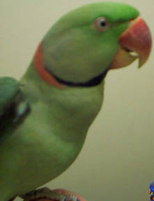 Male Alexandrine