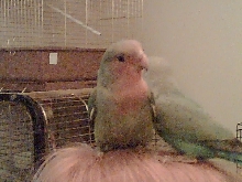 Tosca & Mozart