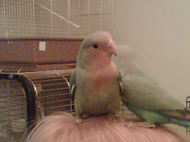 Tosca & Mozart
