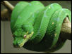 chondro