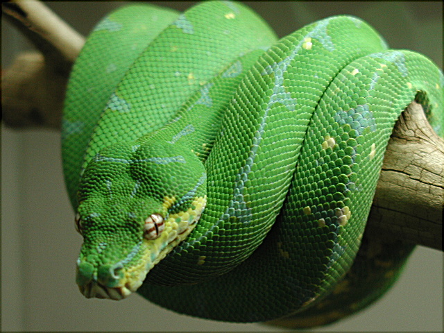 chondro