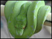 chondro