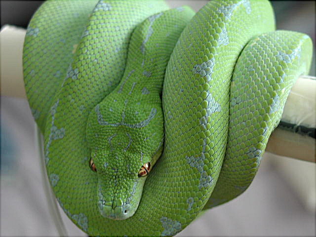 chondro