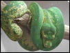 chondro