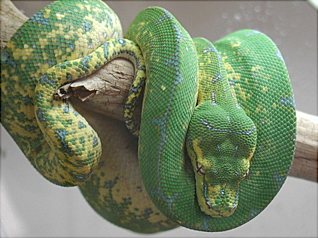chondro