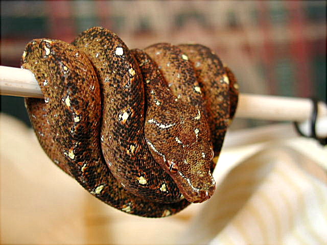 chondro
