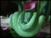 chondro