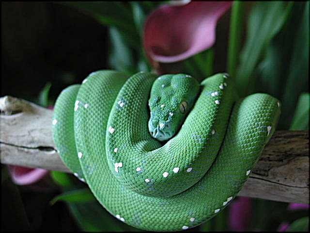 chondro