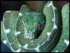 chondro