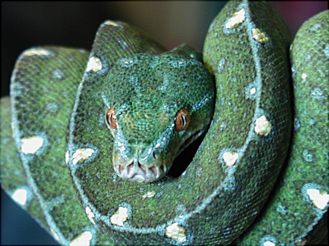 chondro
