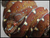 chondro