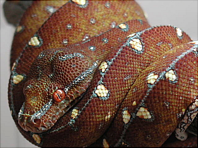 chondro