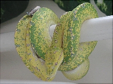 gtp