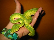 green tree python