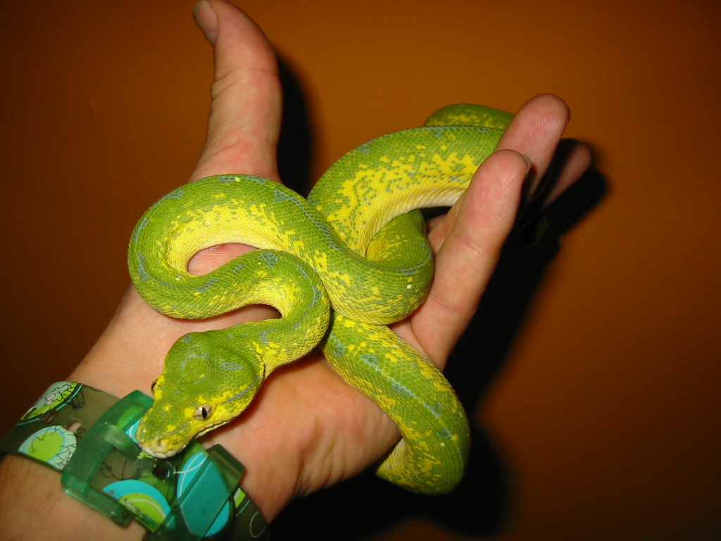 green tree python
