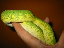 gtp