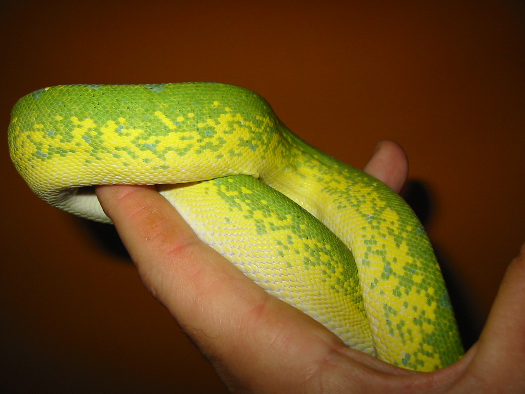 gtp