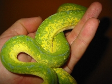 gtp