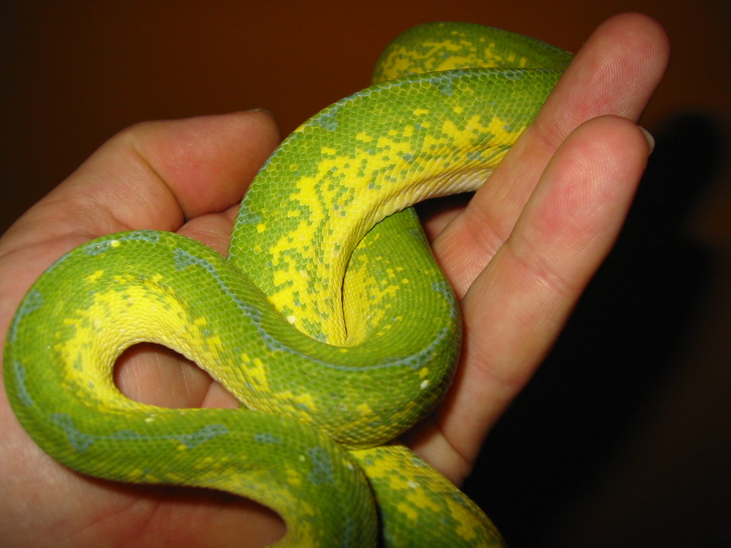 gtp