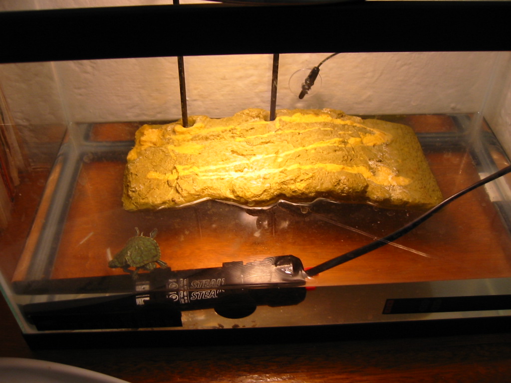 turtle tank