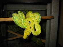 gtp