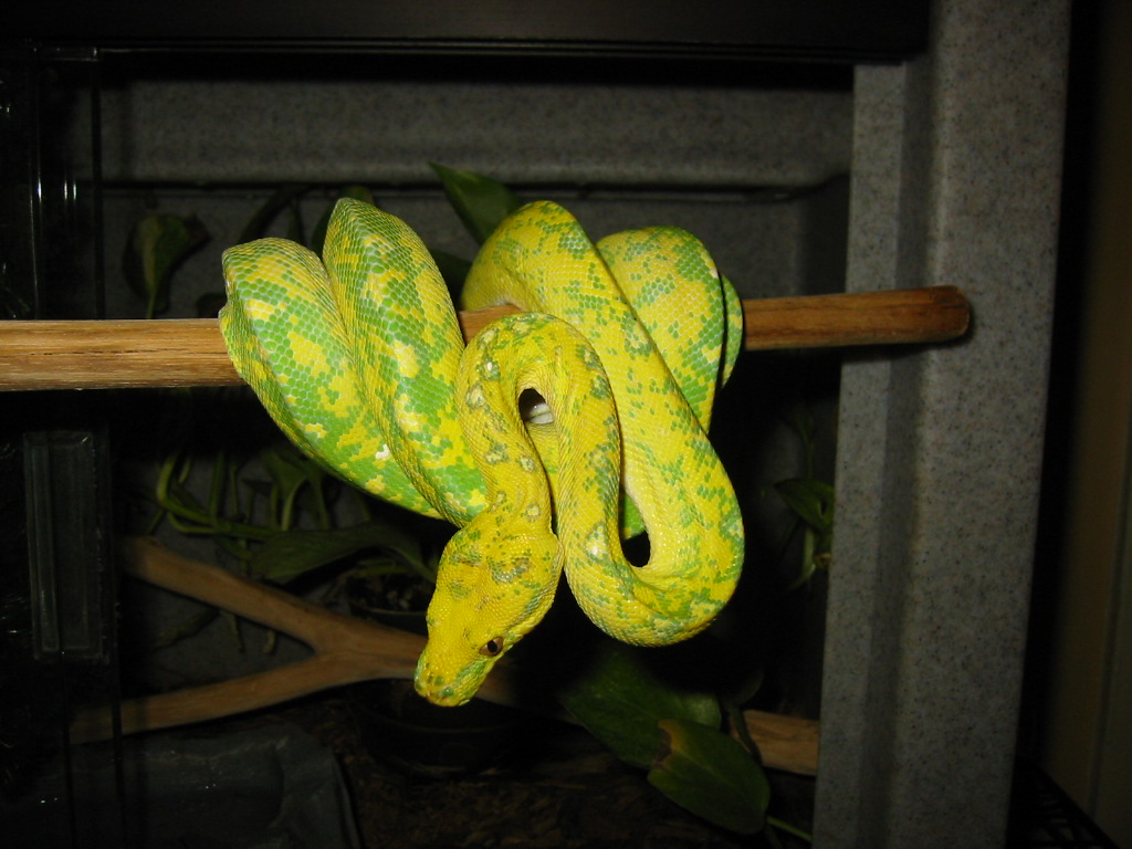 gtp