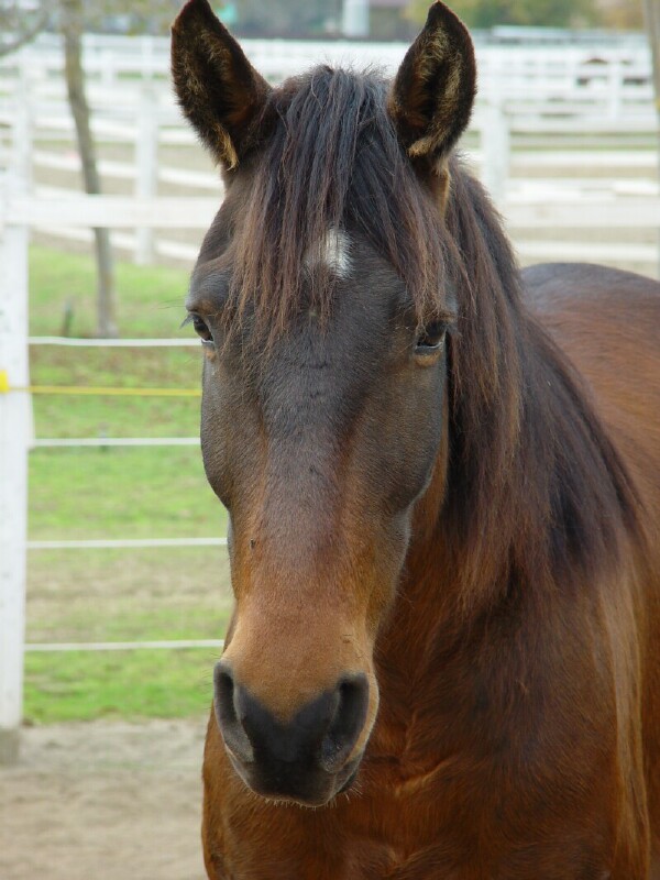 Lucky, a wild Mustang
