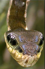 Weird Snake