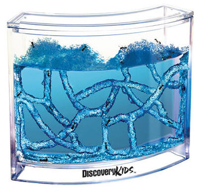 Ant Farm