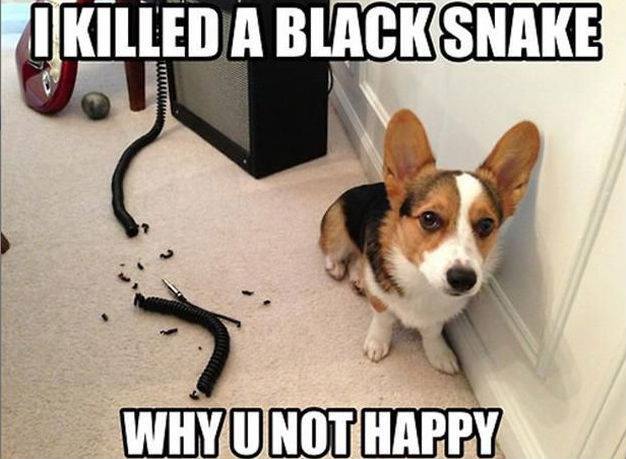 I Killed A Black Snake!