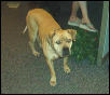 My New Dog Shamus