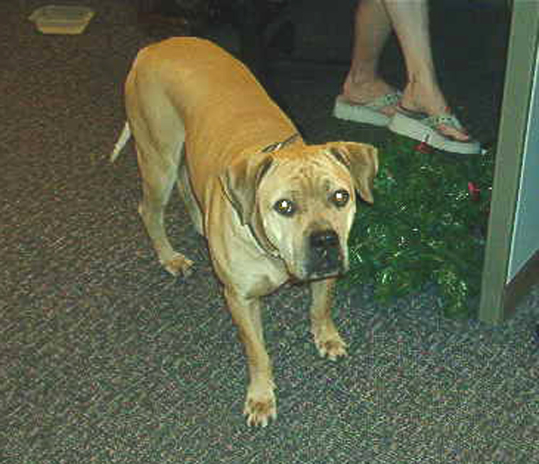 My New Dog Shamus