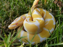 Albino het Jolliff Snow
