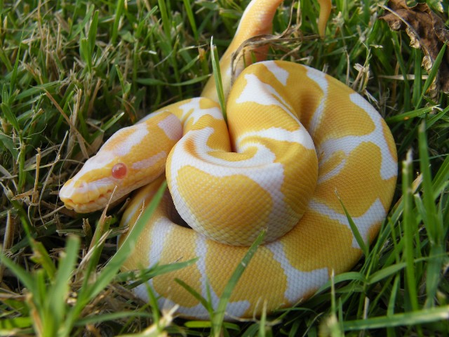 Albino het Jolliff Snow