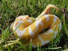 Albino het Jolliff Snow