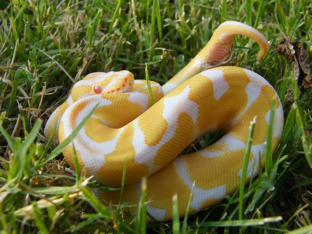 Albino het Jolliff Snow