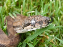 CAB Male Hypo 44