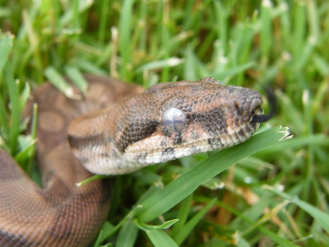 CAB Male Hypo 44
