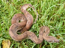 CAB Male Hypo 44