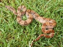 CAB Female Hypo 66