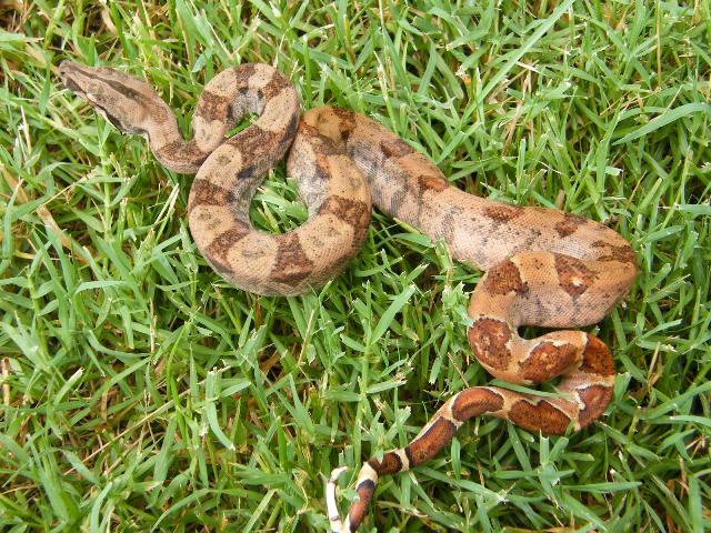 CAB Female Hypo 66