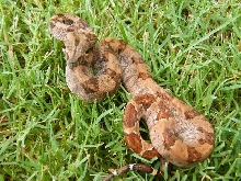 CAB Female Hypo 66