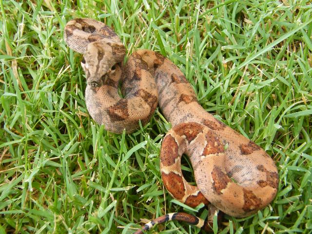 CAB Female Hypo 66