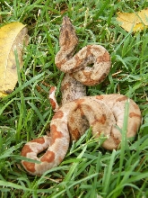 CAB Female Hypo 68