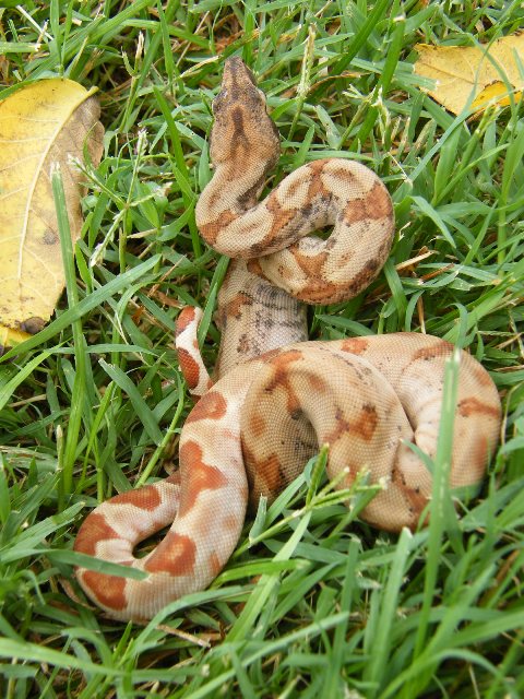 CAB Female Hypo 68