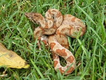 CAB Female Hypo 68